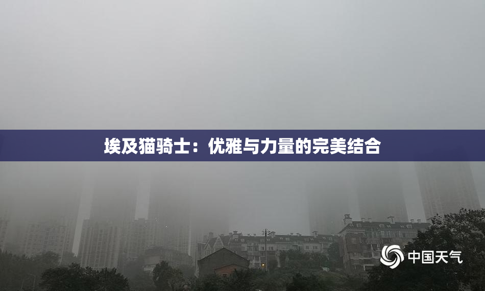 埃及猫骑士：优雅与力量的完美结合