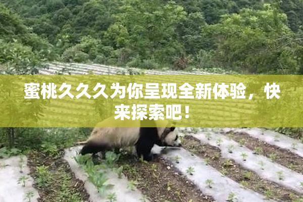 蜜桃久久久为你呈现全新体验，快来探索吧！