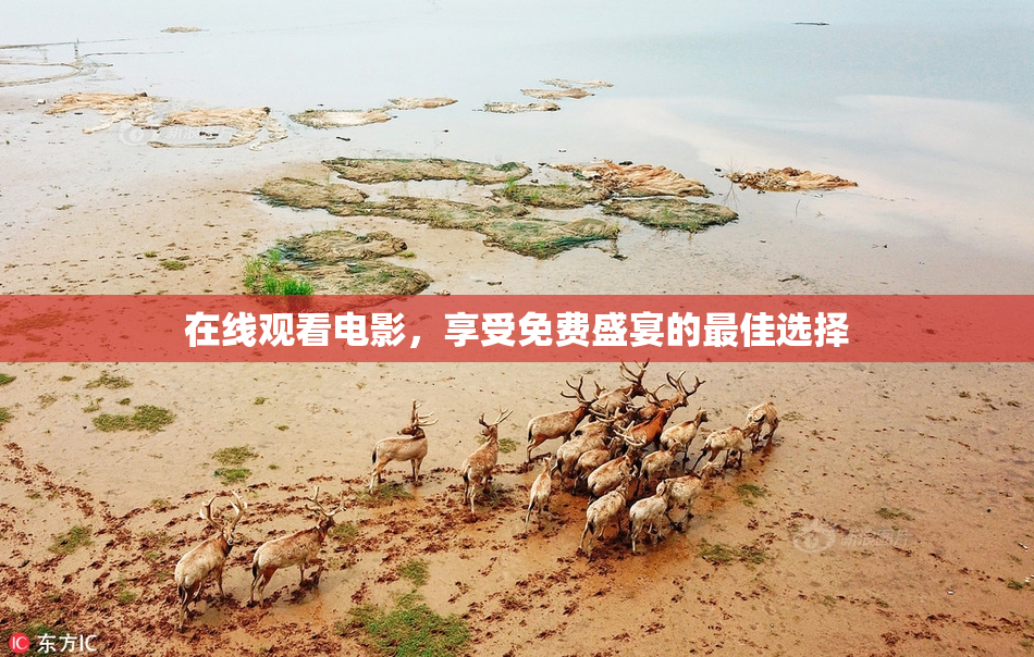 在线观看电影，享受免费盛宴的最佳选择