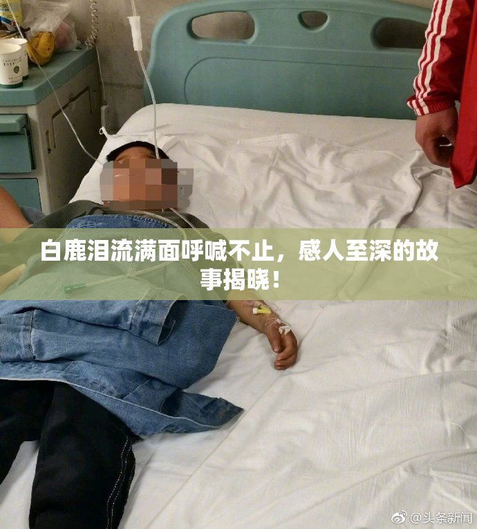 白鹿泪流满面呼喊不止，感人至深的故事揭晓！