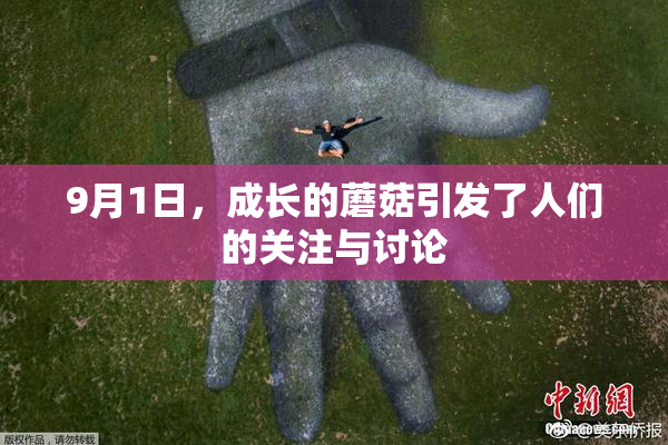 9月1日，成长的蘑菇引发了人们的关注与讨论
