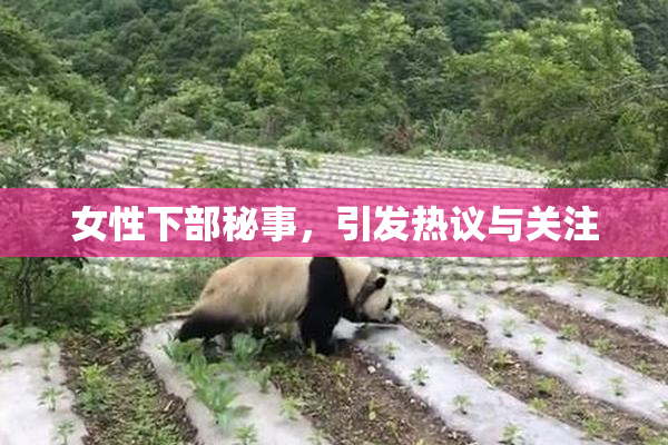 女性下部秘事，引发热议与关注