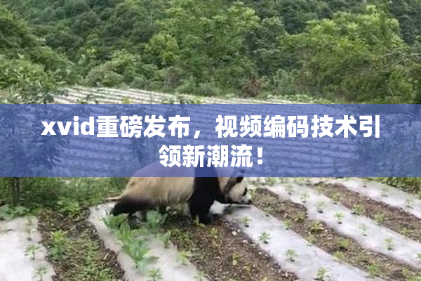 xvid重磅发布，视频编码技术引领新潮流！