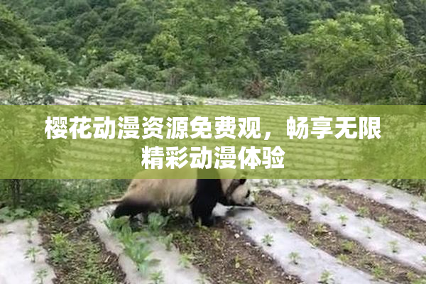 樱花动漫资源免费观，畅享无限精彩动漫体验
