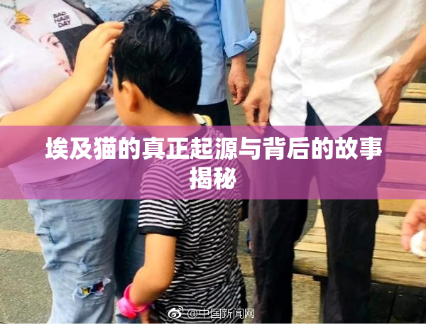 埃及猫的真正起源与背后的故事揭秘