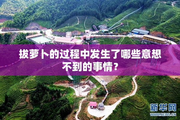拔萝卜的过程中发生了哪些意想不到的事情？