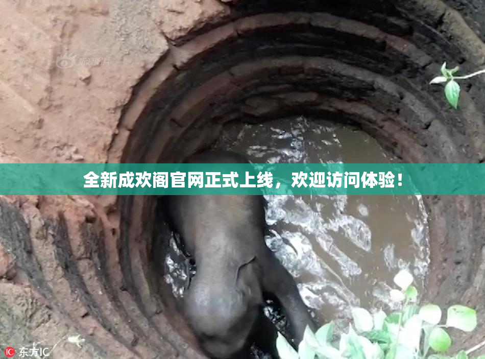 全新成欢阁官网正式上线，欢迎访问体验！