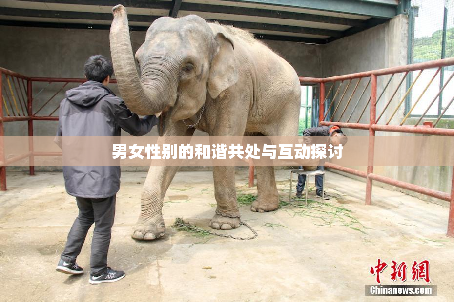 男女性别的和谐共处与互动探讨