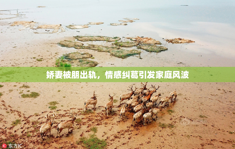 娇妻被朋出轨，情感纠葛引发家庭风波
