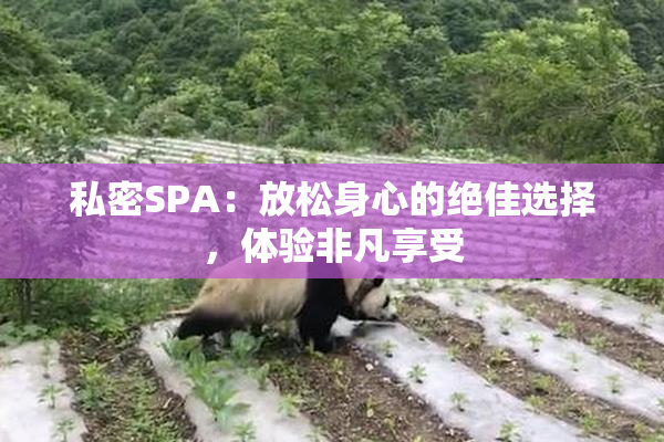 私密SPA：放松身心的绝佳选择，体验非凡享受