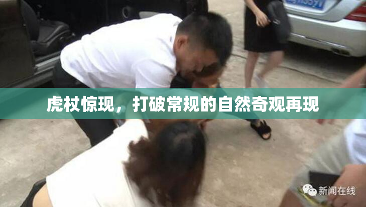 虎杖惊现，打破常规的自然奇观再现