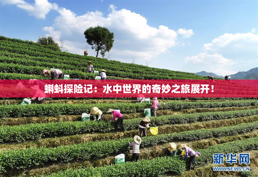 蝌蚪探险记：水中世界的奇妙之旅展开！