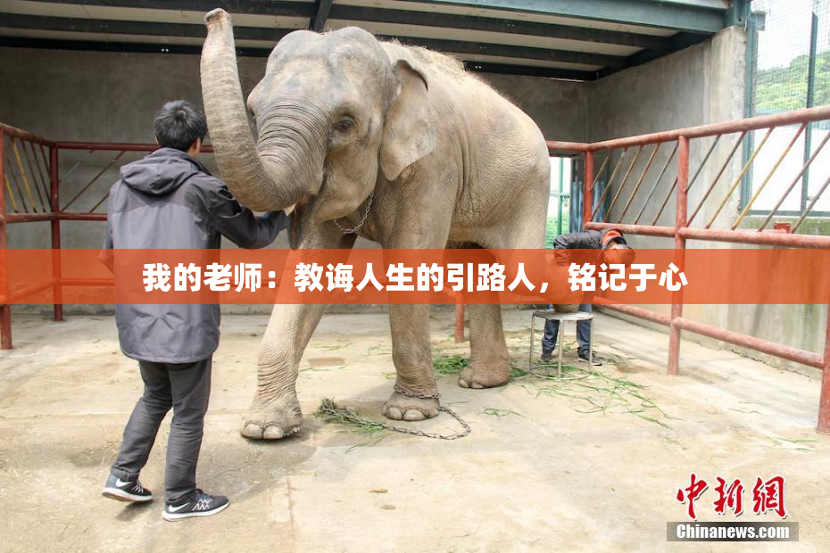 我的老师：教诲人生的引路人，铭记于心