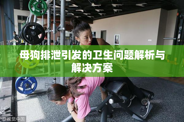 母狗排泄引发的卫生问题解析与解决方案