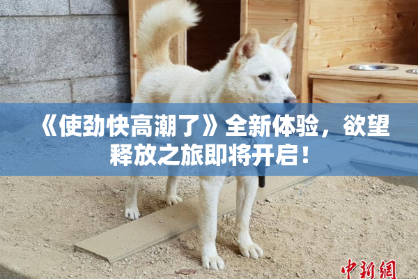 《使劲快高潮了》全新体验，欲望释放之旅即将开启！