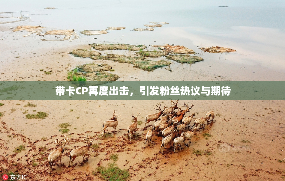 带卡CP再度出击，引发粉丝热议与期待
