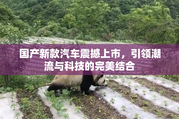 国产新款汽车震撼上市，引领潮流与科技的完美结合
