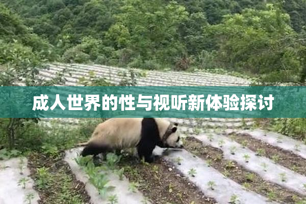 成人世界的性与视听新体验探讨