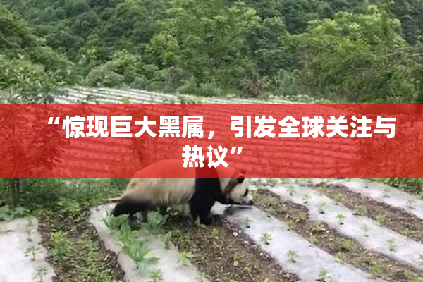 “惊现巨大黑属，引发全球关注与热议”