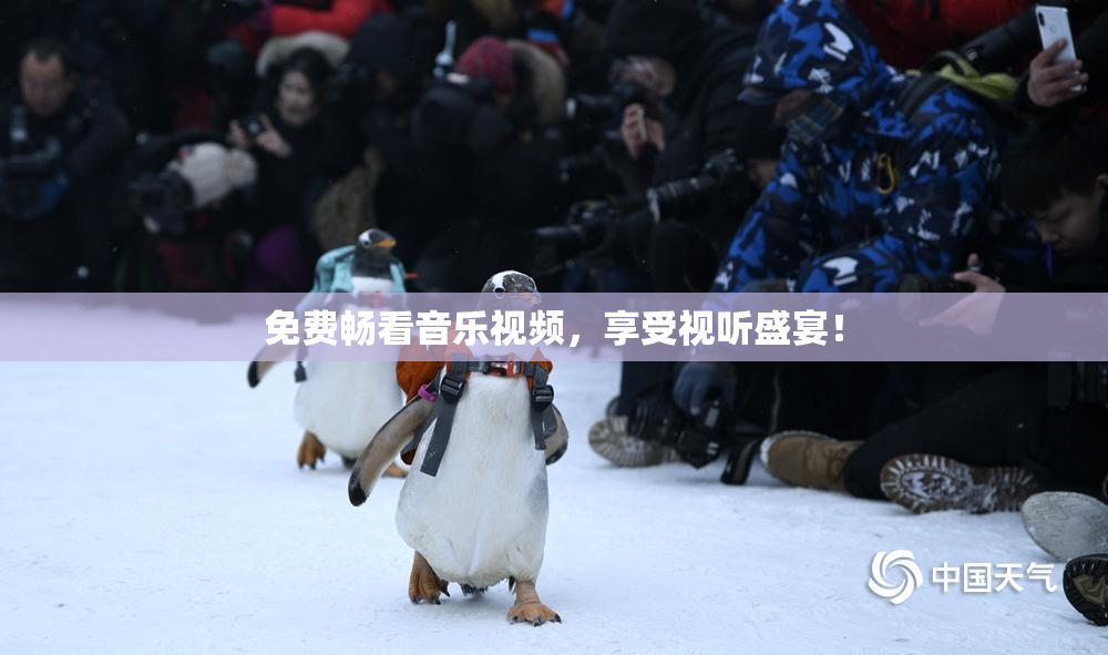 免费畅看音乐视频，享受视听盛宴！