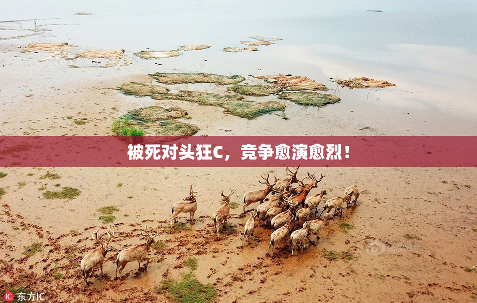 被死对头狂C，竞争愈演愈烈！