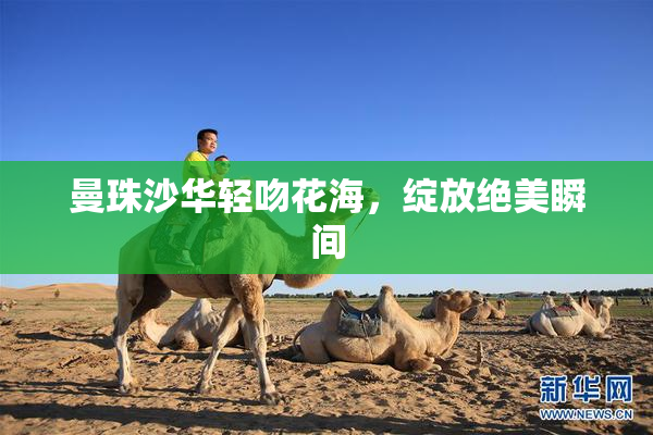 曼珠沙华轻吻花海，绽放绝美瞬间