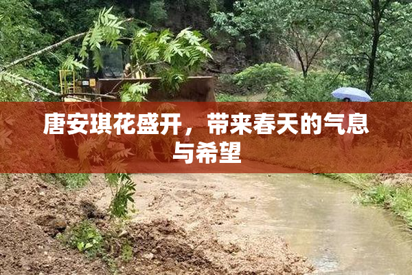 唐安琪花盛开，带来春天的气息与希望