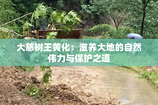 大慈树王黄化：滋养大地的自然伟力与保护之道