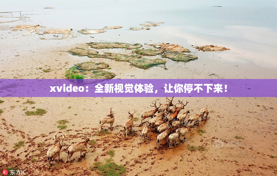 xvideo：全新视觉体验，让你停不下来！