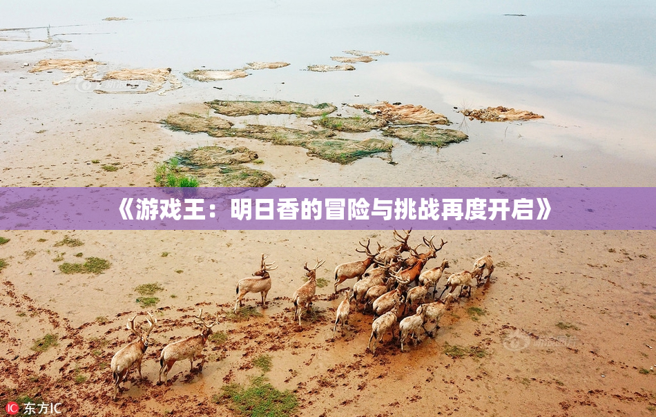 《游戏王：明日香的冒险与挑战再度开启》