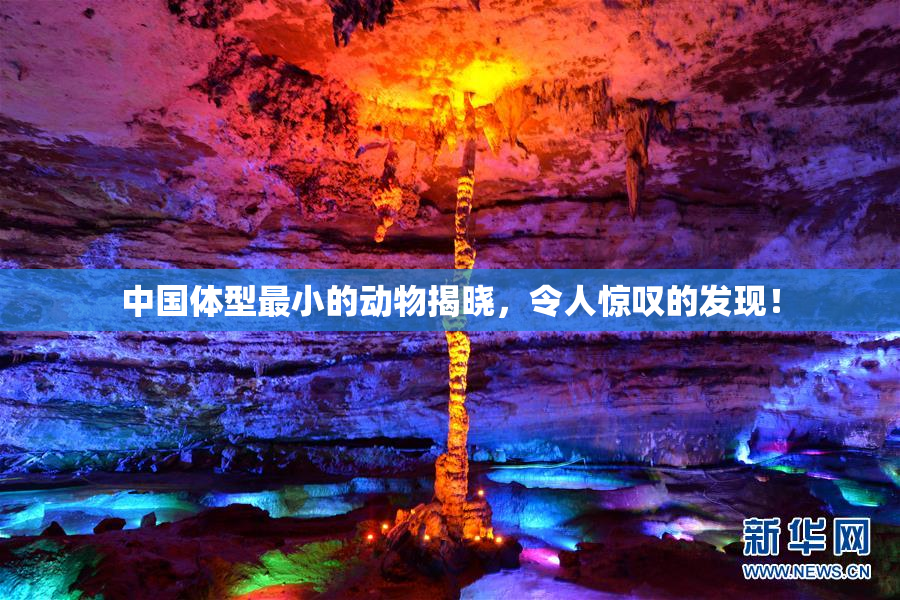中国体型最小的动物揭晓，令人惊叹的发现！