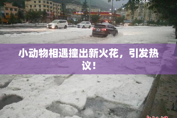 小动物相遇撞出新火花，引发热议！