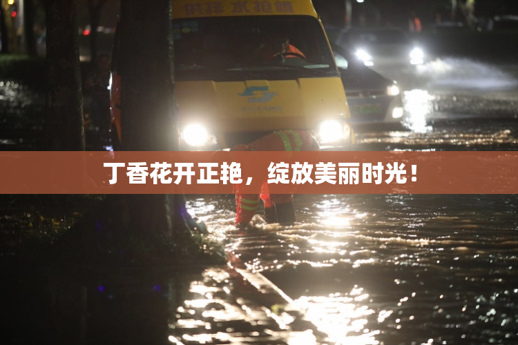 丁香花开正艳，绽放美丽时光！