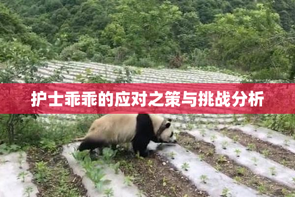 护士乖乖的应对之策与挑战分析