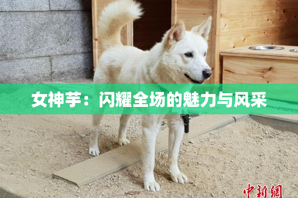 女神芋：闪耀全场的魅力与风采