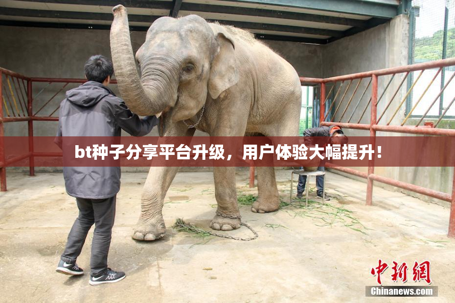 bt种子分享平台升级，用户体验大幅提升！