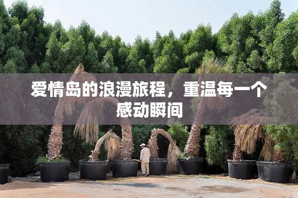 爱情岛的浪漫旅程，重温每一个感动瞬间