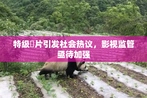 特级婬片引发社会热议，影视监管亟待加强