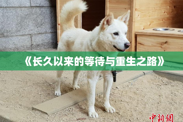 《长久以来的等待与重生之路》