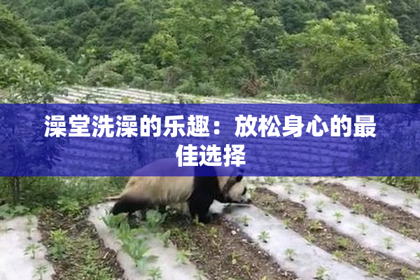 澡堂洗澡的乐趣：放松身心的最佳选择