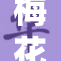 梅花十一绽放，魅力无限引关注