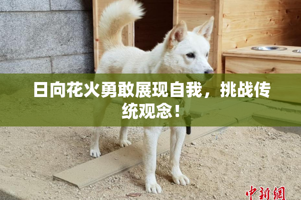 日向花火勇敢展现自我，挑战传统观念！