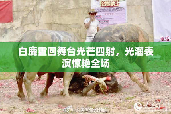 白鹿重回舞台光芒四射，光溜表演惊艳全场