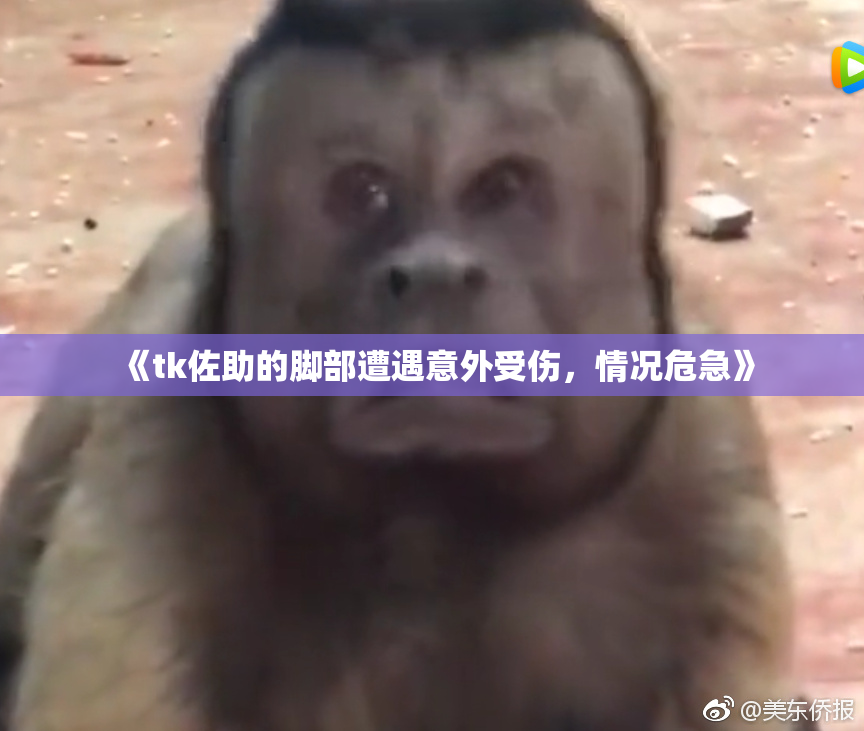 《tk佐助的脚部遭遇意外受伤，情况危急》