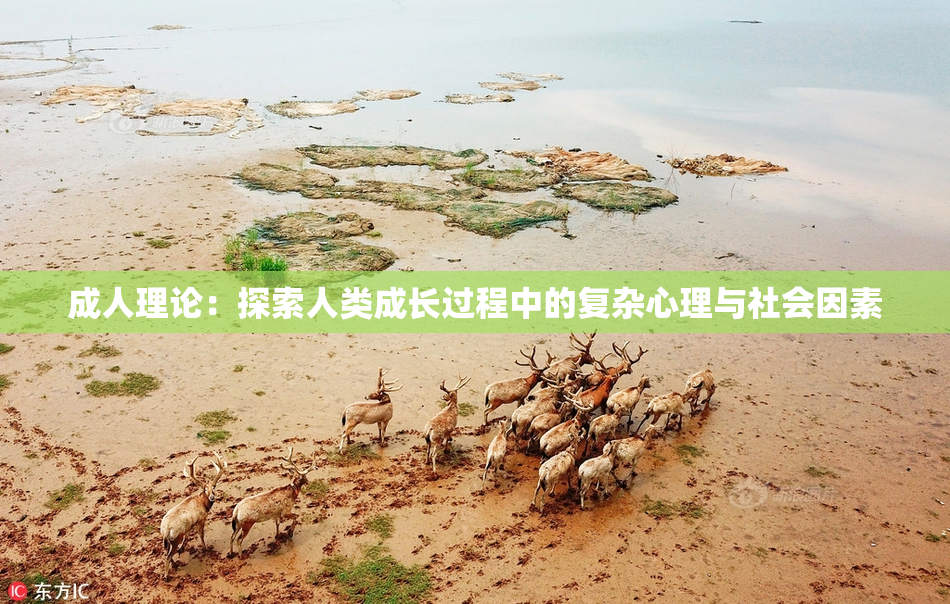 成人理论：探索人类成长过程中的复杂心理与社会因素