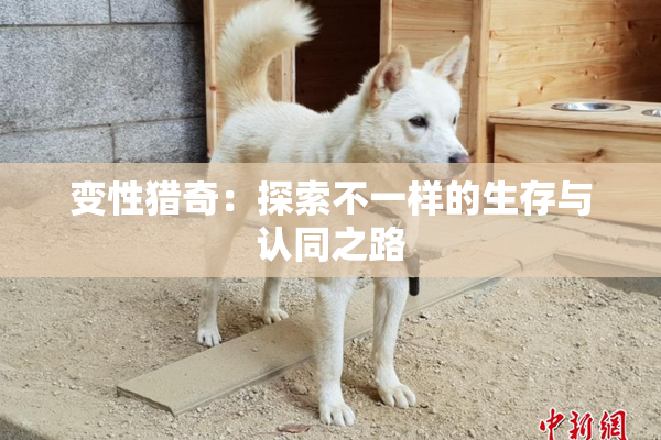 变性猎奇：探索不一样的生存与认同之路