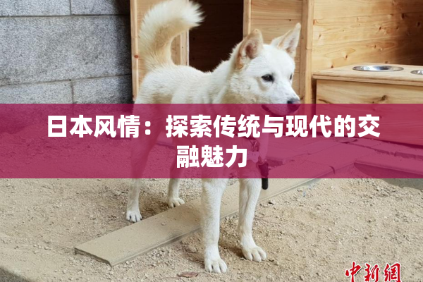 日本风情：探索传统与现代的交融魅力