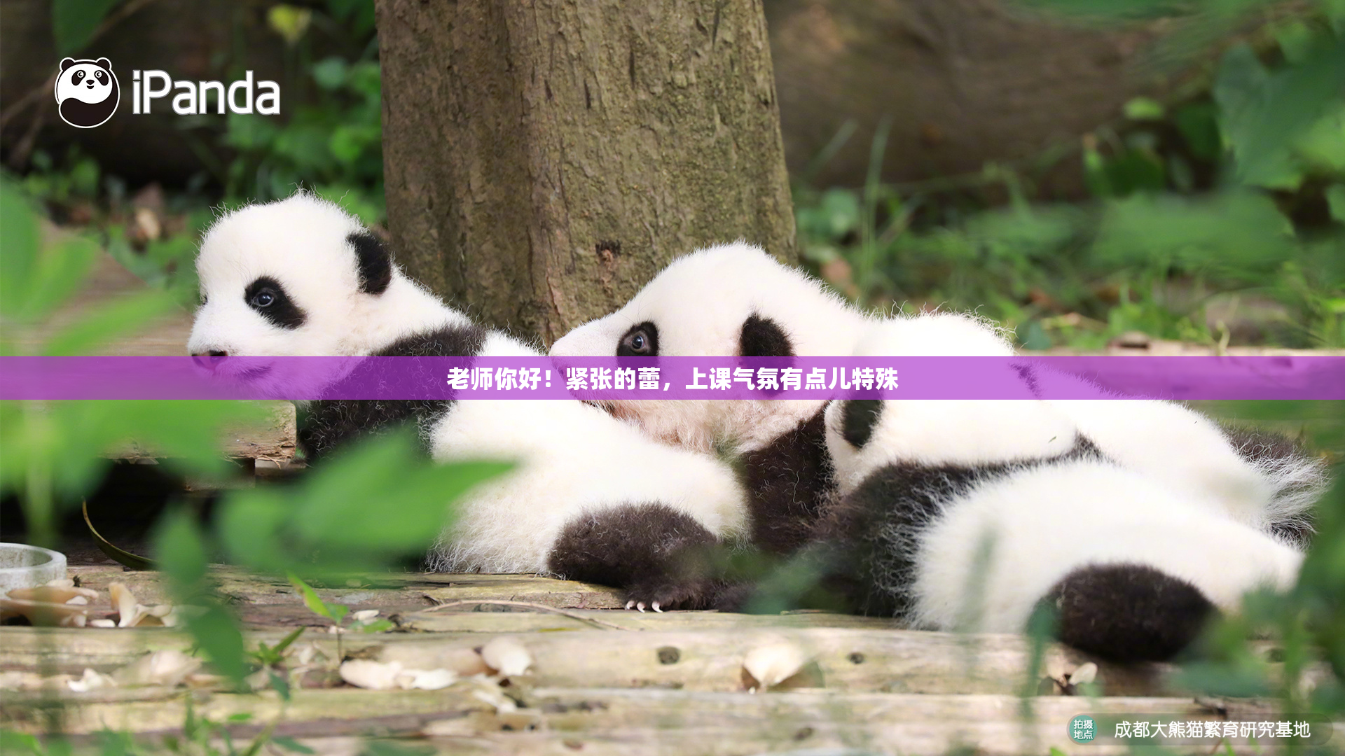 老师你好！紧张的蕾，上课气氛有点儿特殊
