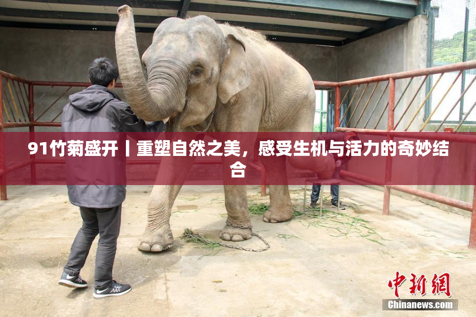 91竹菊盛开丨重塑自然之美，感受生机与活力的奇妙结合