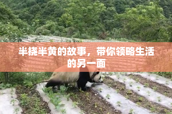 半挠半黄的故事，带你领略生活的另一面